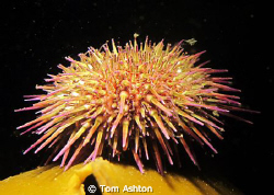Snooted urchin. The technique is proving great for low-vi... by Tom Ashton 
